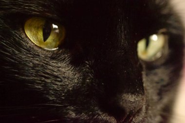 siyah bir kedi yavrusu bir portresini kapatmak