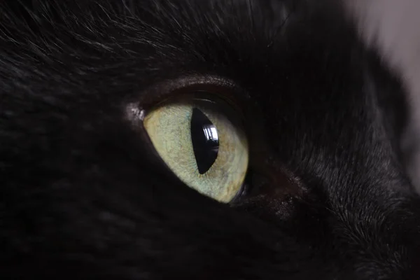 Portret van een zwart katje close-up — Stockfoto
