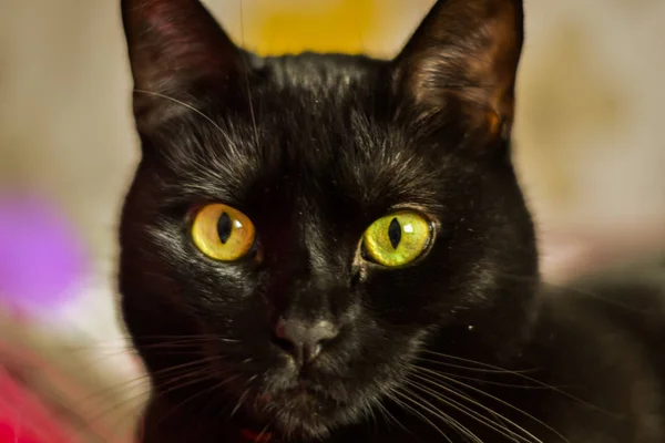 Retrato de cerca de un gatito negro —  Fotos de Stock