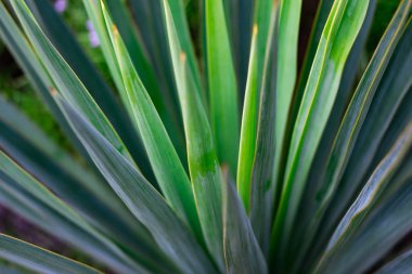 Yeşil Palmiye yaprağı closeup doku. palmiye yaprakları yakın