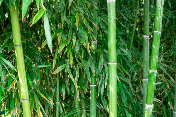 Primer plano de los troncos de bambú en un bosque japonés — Foto de Stock
