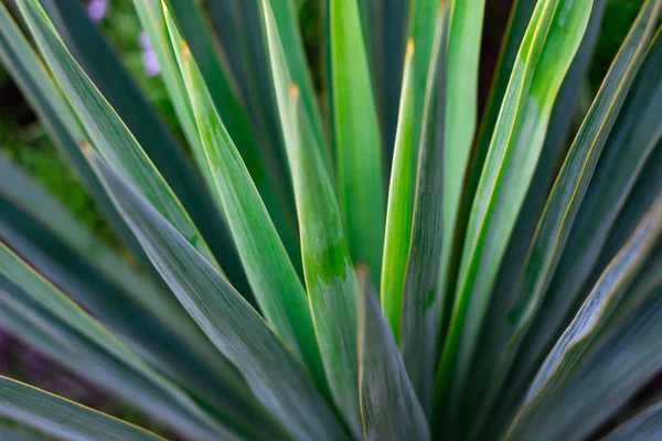 Yeşil Palmiye yaprağı closeup doku. palmiye yaprakları yakın