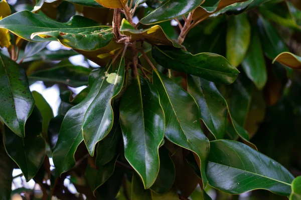 Yeşil yaprakları ile bir ağaç üzerinde şişmiş güzel manolya çiçek. Manolya çiçeği. Güzel manolya yakın.