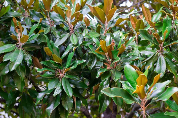 Yeşil yaprakları ile bir ağaç üzerinde şişmiş güzel manolya çiçek. Manolya çiçeği. Güzel manolya yakın.