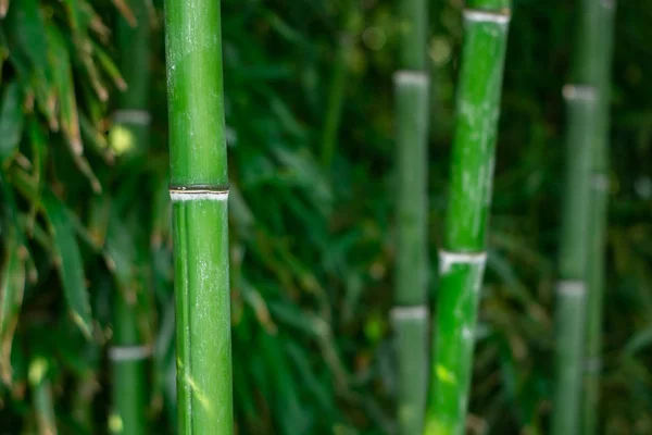 Closeup of bamboo trunks in a Japanese forest Royalty Free Stock Photos