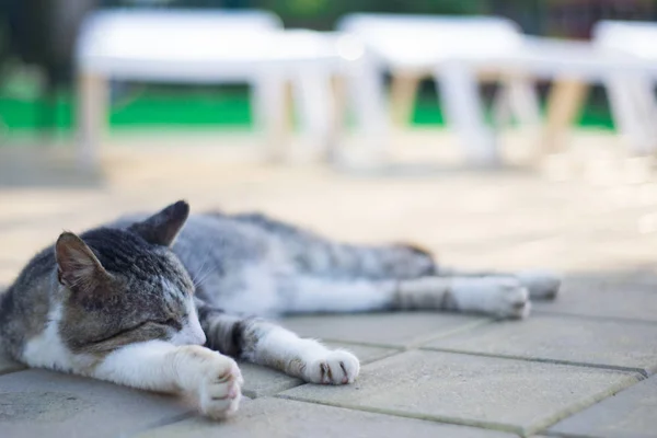 Kat liggend op streetcat named ligt op straat. rusten in de zon — Stockfoto