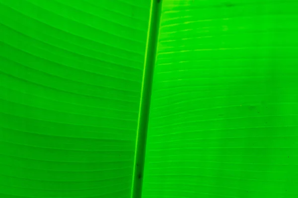Зеленый лист пальмы крупным планом текстуры. пальмовые листья — стоковое фото