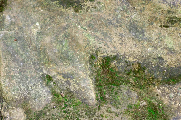 Uma grande pedra coberta de musgo verde está na floresta entre as árvores — Fotografia de Stock
