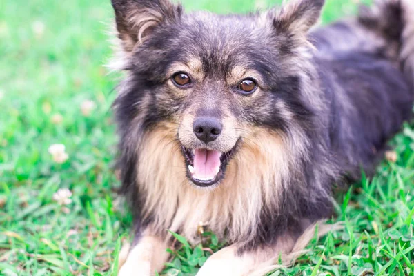 Un câine mic dintr-o rasă decorativă se află pe un gazon verde și se odihnește. Animale de companie pe un fundal de iarbă verde cu loc pentru text — Fotografie, imagine de stoc