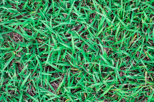 Bela textura de grama. fundo de grama verde — Fotografia de Stock