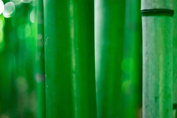 Primer plano de los palos de bambú jóvenes. bambú verde de cerca — Foto de Stock