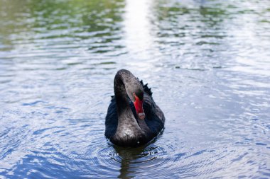 Siyah güzel kuğu suda yüzer