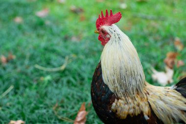 horoz yeşil bir çim closeup üzerinde duruyor