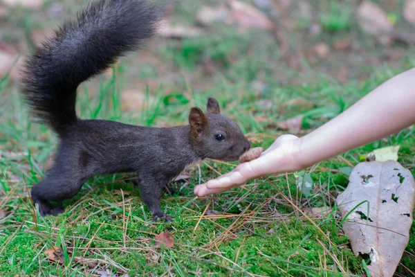 Eichhörnchen. ein lustiges schwarzes Eichhörnchen nimmt ihm die Nüsse aus der Hand. lustige rote Eichhörnchen auf grünem Gras Hintergrund — Stockfoto