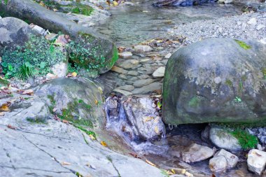 güzel bir yaz, Altay Dağları, Rusya'nın dağ nehir manzarası