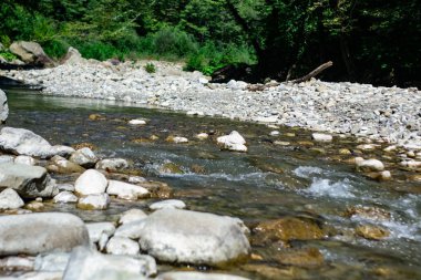 güzel bir yaz, Altay Dağları, Rusya'nın dağ nehir manzarası
