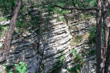 Ormanın içindeki dağ yolu. Güzel manzara, romantik manzara. Ağaçların ve taşların kökleri vahşi ormanda yol üzerinde. Schwarzwald, Kara Orman. Almanya.