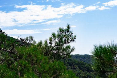 Noel ağaçlarıyla kaplı dağlar bulutlu mavi gökyüzüne karşı. Güzel panoramik manzara mavi gökyüzüne karşı kozalaklı orman.