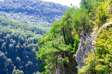Noel ağaçlarıyla kaplı dağlar bulutlu mavi gökyüzüne karşı. Güzel panoramik manzara mavi gökyüzüne karşı kozalaklı orman.