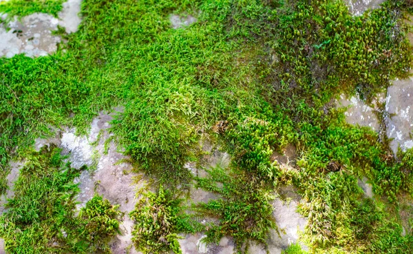 Belle mousse vert vif a grandi couvrir les pierres rugueuses et sur le sol dans la forêt. Afficher avec vue macro. Roches pleines de la texture de mousse dans la nature pour le papier peint. foyer doux . — Photo