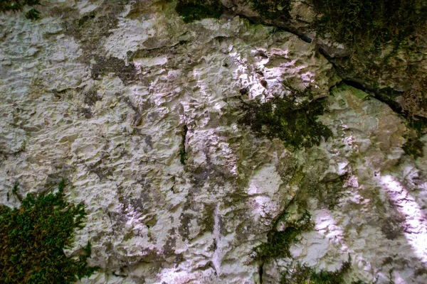 Frozen bark of a tree in hoarfrost covered with moss texture. Dark background — Stock Photo, Image