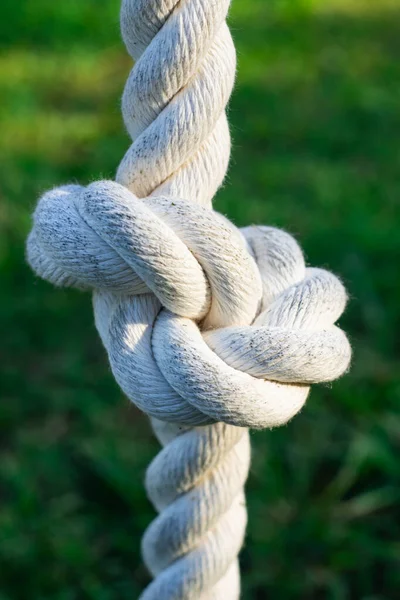 Knot rope knot tied to a tree closeup