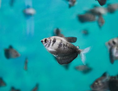 Tropical Black skirt tetra (Black widow) Gymnocorymbus ternetzi from small and slow moving creeks of South America in the aquarium clipart