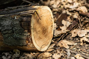 arka plan testere ağacı, kütük, doğal ahşap doku