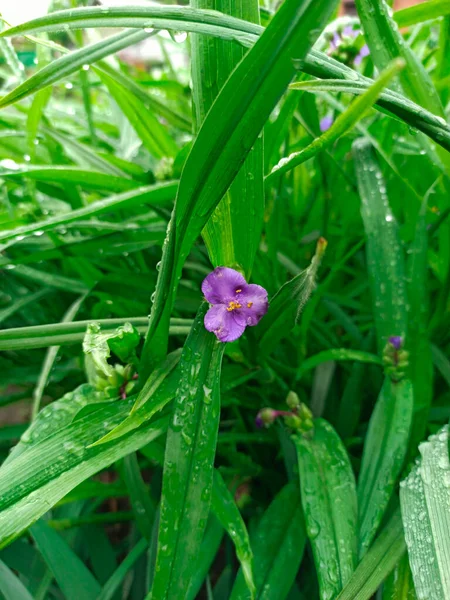 Bloem Van Tradescantia Virginia Regendruppels Met Groen Blad Bloemen Bij — Stockfoto