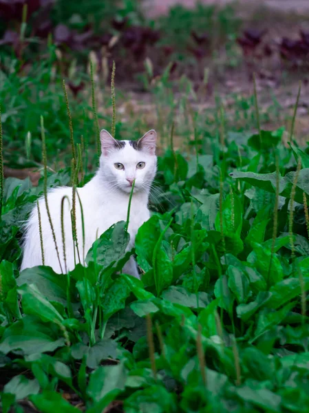 Gato Blanco Marrón Con Hermosa Luz Verde Sentado Hierba Con — Foto de Stock