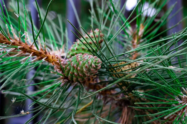 Close Macro View Green Pine Branch Two Cones — Stock Photo, Image