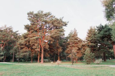 Parkta büyük ağaçlar