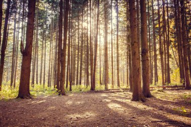 Ormandaki ağaçları sonbaharda birçok çam. Gündüz.