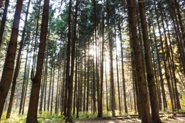 Ormandaki çam ağaçları sayesinde güneş. Gündüz.
