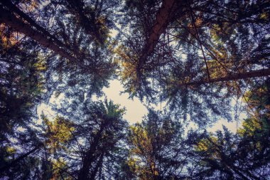 Ağaçlar gökyüzü, çam en fazla çerçeve merkezinde. Gündüz.