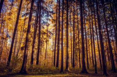 Ormandaki ağaçları sonbaharda birçok çam. Gündüz.