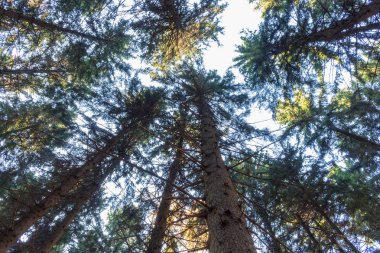 Ağaçlar gökyüzü, çam en fazla çerçeve merkezinde. Gündüz.
