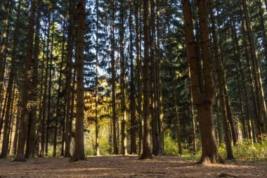 Ormandaki ağaçları sonbaharda birçok çam. Gündüz.