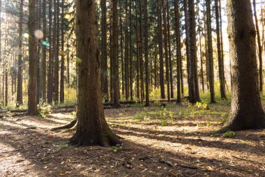 Yere ormandaki çam ağaçlarının gölgesi. Gündüz.