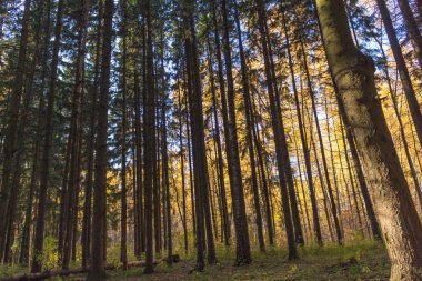 Ormandaki ağaçları sonbaharda birçok çam. Gündüz.