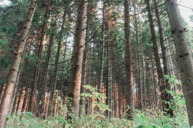 Ormandaki ağaçlar etrafında yeşil çalılar yedim. Gündüz.