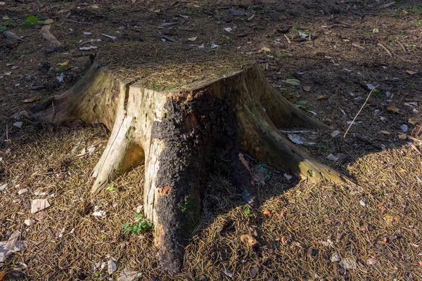 Souche Dans Forêt Sur Terre Est Éclairée Par Soleil Pendant — Photo