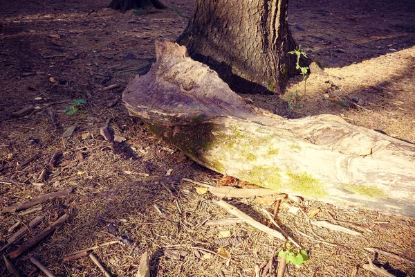 Log Ate Forest Ground Fall Daytime — Stock Photo, Image