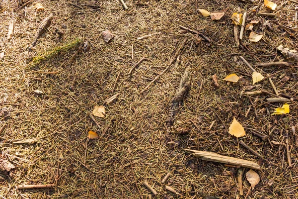 Aarde Het Bos Met Bladeren Reepjes Takjes Naalden Overdag — Stockfoto