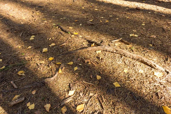 Shadows Trees Pines Forest Ground Daytime — Stock Photo, Image