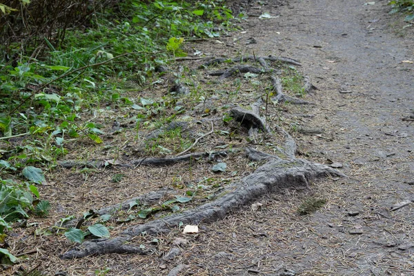 Rötterna Träd Komma Marken Skogen Dagtid — Stockfoto