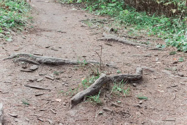 Rötterna Träd Komma Marken Skogen Dagtid — Stockfoto