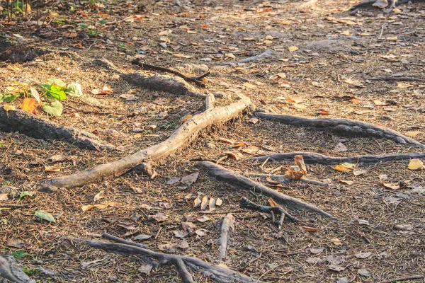 Rötterna Träd Komma Marken Skogen Dagtid — Stockfoto