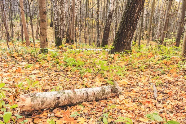 Log Birch Ground Fall Fabulous View Daytime — Stock Photo, Image