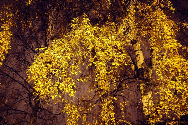 Folhas Amarelas Vidoeiro Branco Outono Hora Noite — Fotografia de Stock